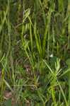 Lentil vetch